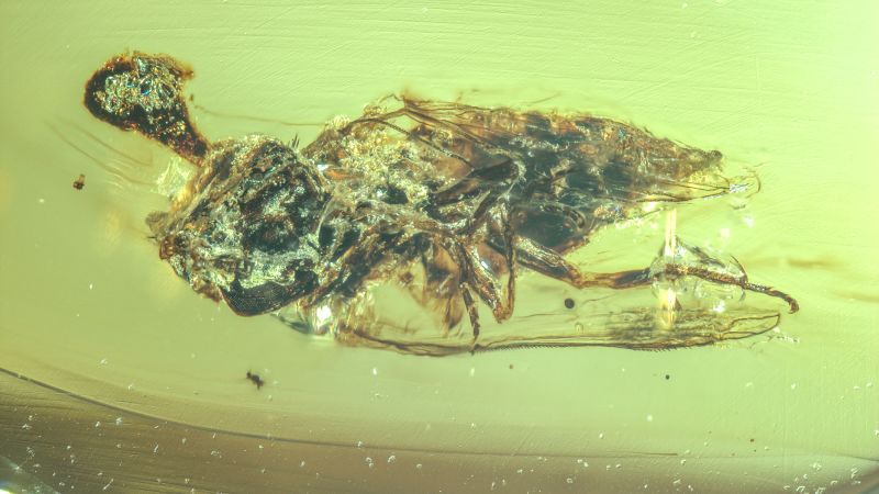 Stunning amber fossil reveals ‘Last of Us’-type fungus likely lived alongside dinosaurs