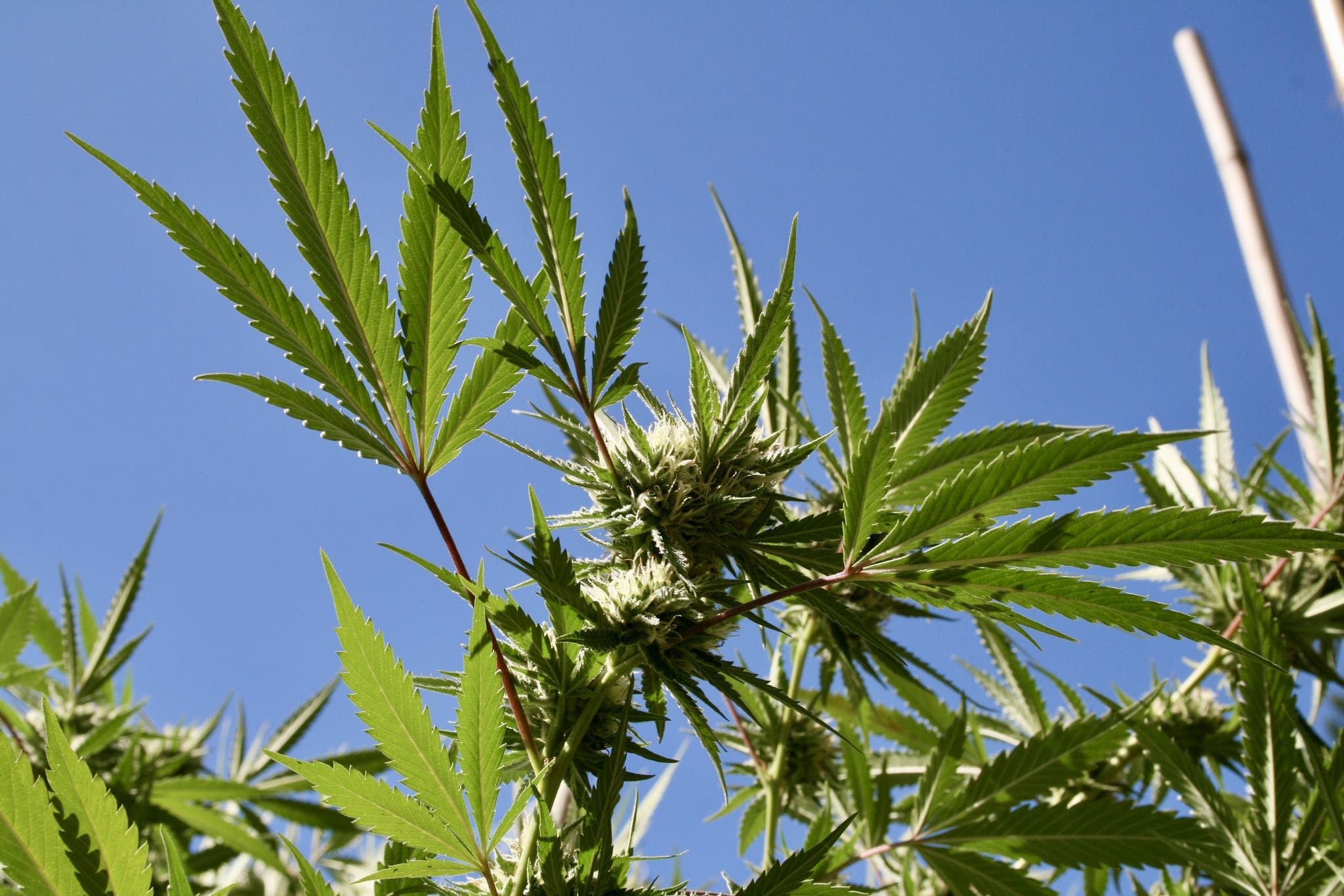 Minnesota Officials Award State’s First Marijuana Business License