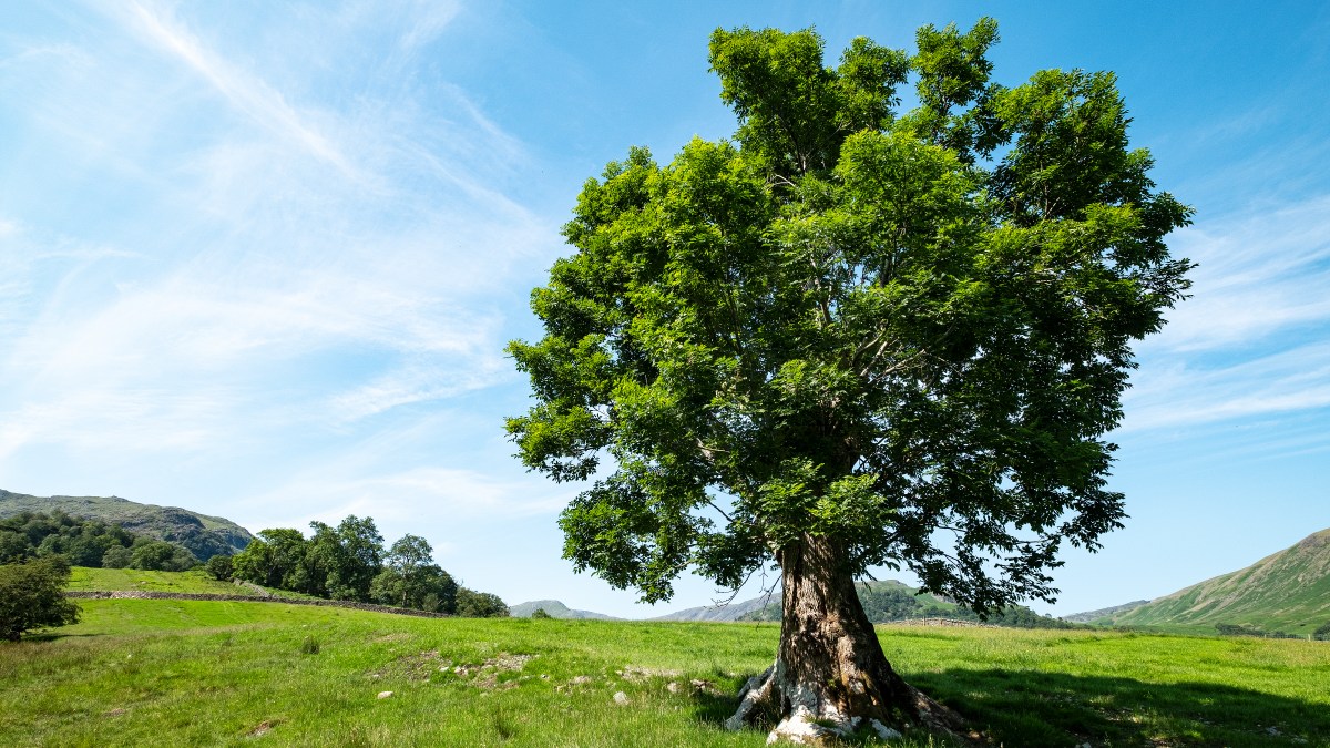 Ash trees evolving resistance to dieback
