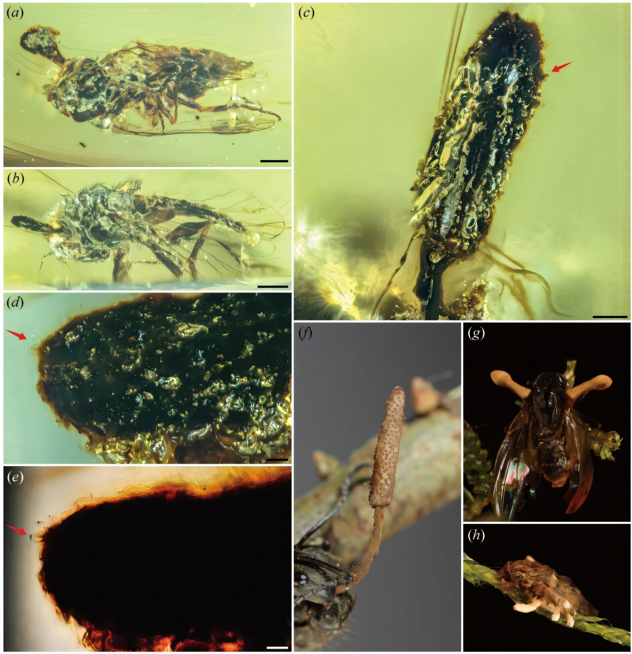 Fossil fungi trapped in amber reveal ancient origin of parasitic zombie-ants
