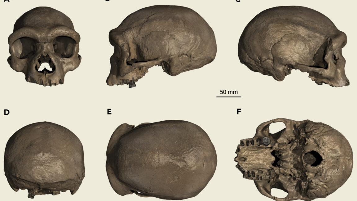 The controversial “Dragon Man” skull was a Denisovan