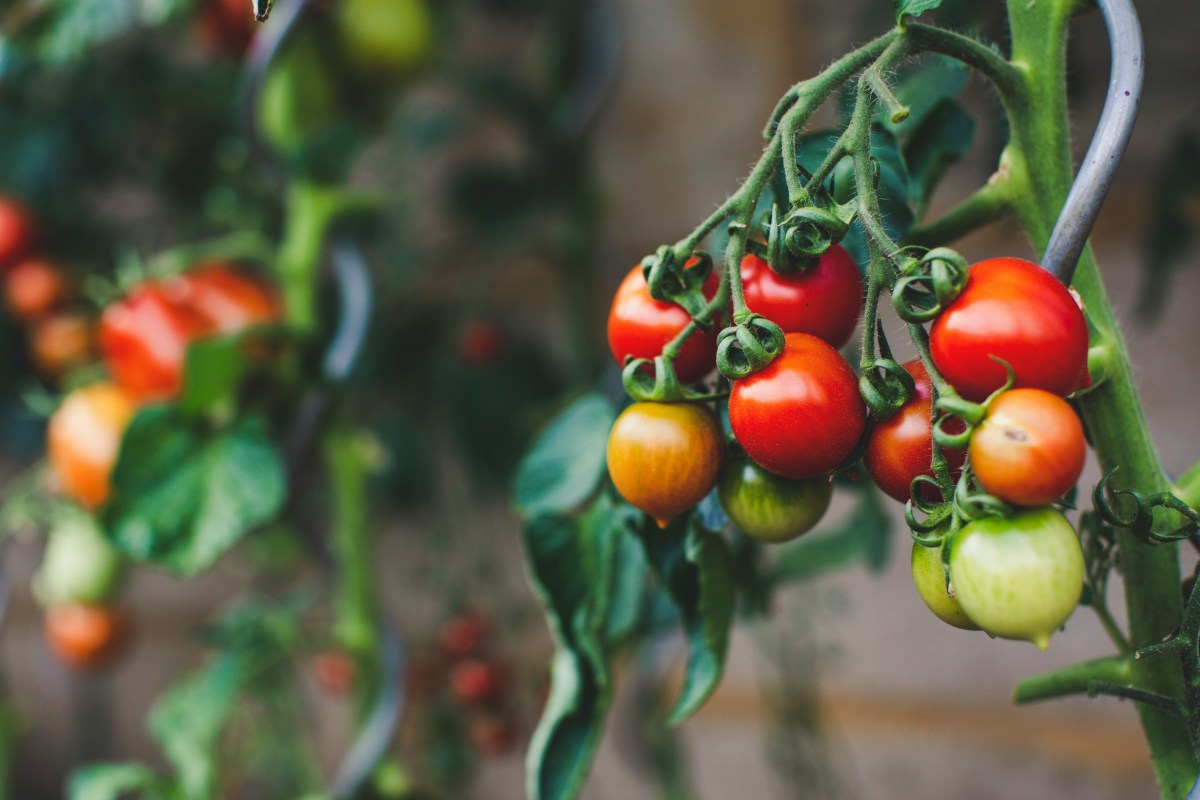The Secret to Healthy Tomato Plants? It's In Your Pantry