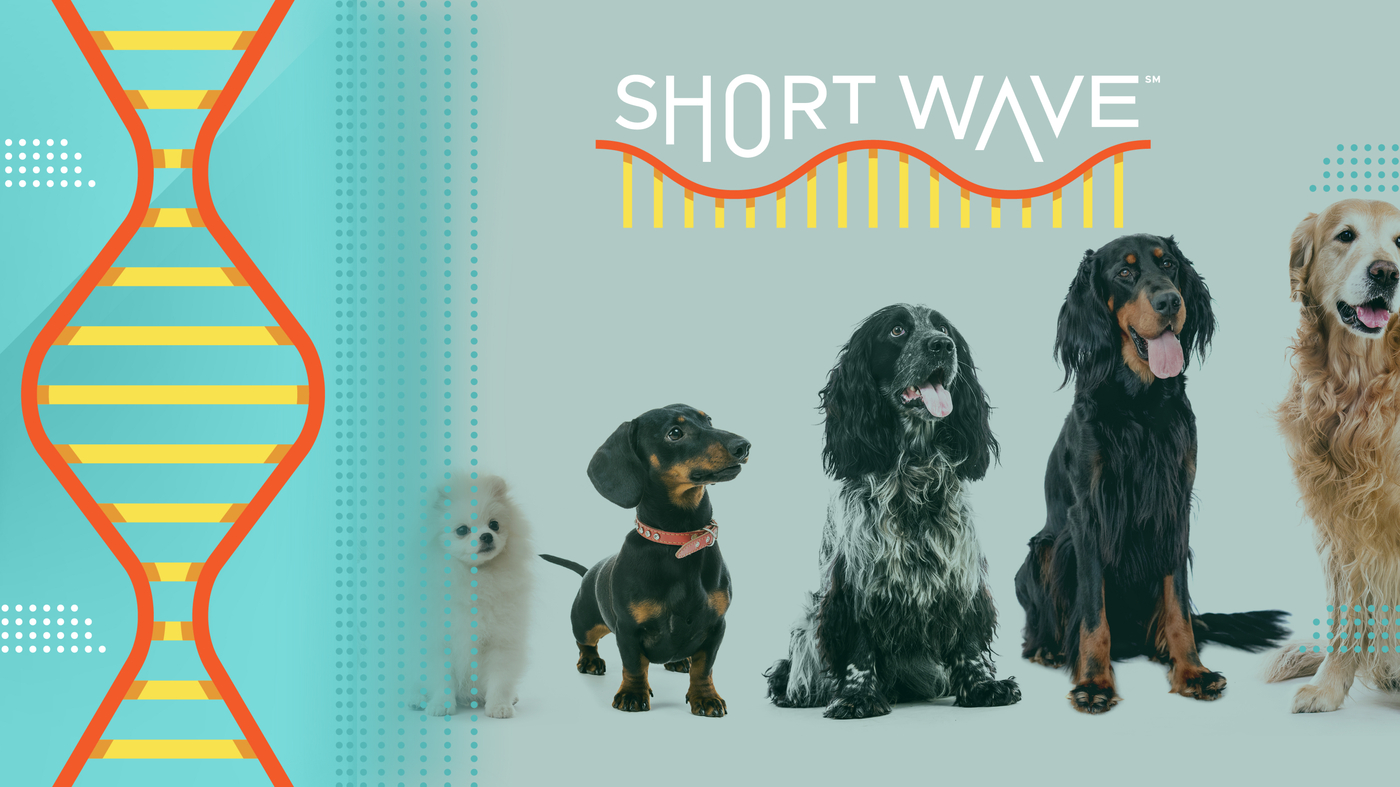 How a dog aging project can help pets and humans live healthier lives : Short Wave