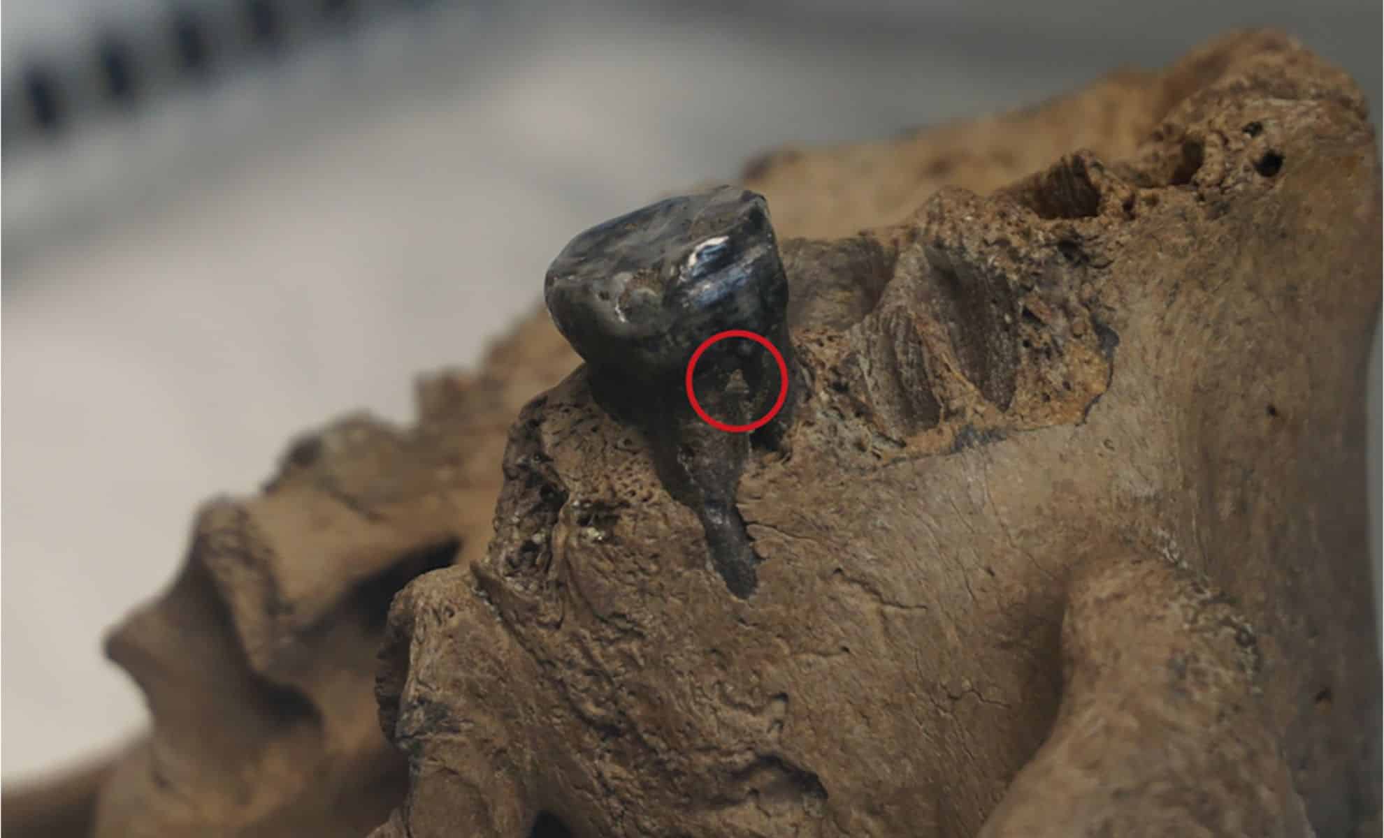 Meet the 'Dragon Man' Skull: It Finally Solves the Mystery of an Ancient Human Species