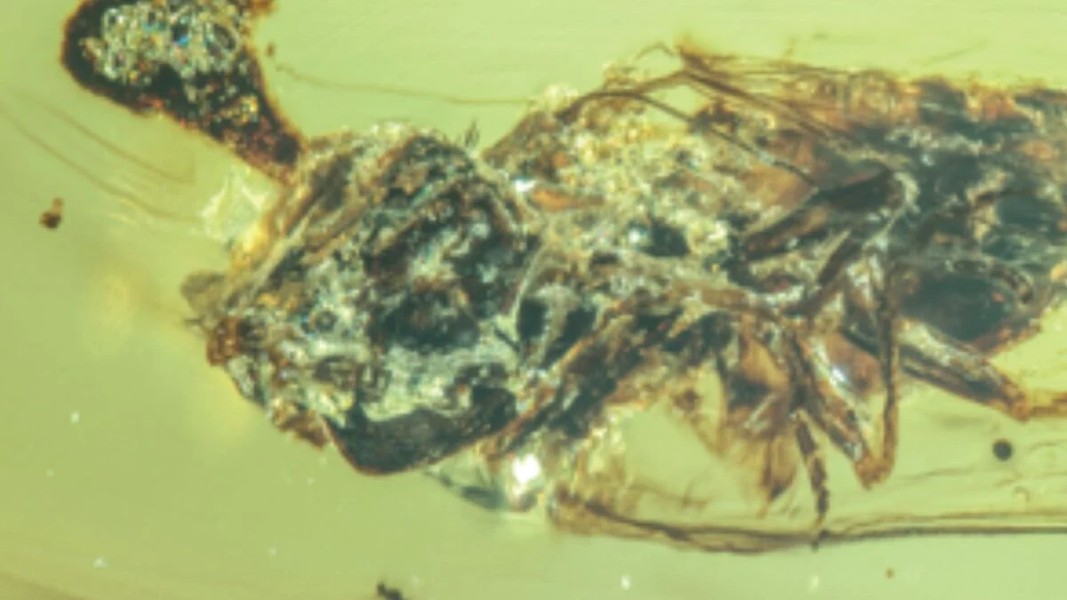 Unreal Amber Fossils Show 'Last of Us' Zombie Fungus Terrorizing Bugs During the Cretaceous