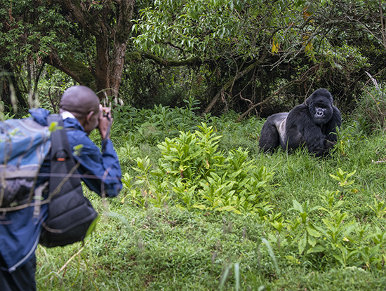 Safeguarding great ape health: New IUCN SSC guidelines shed light on emerging health issues of conce