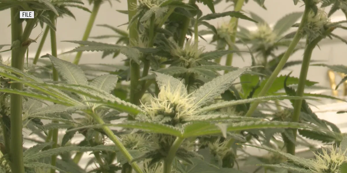 Minnesota Office of Cannabis Management issues first business license, announces license application opportunities