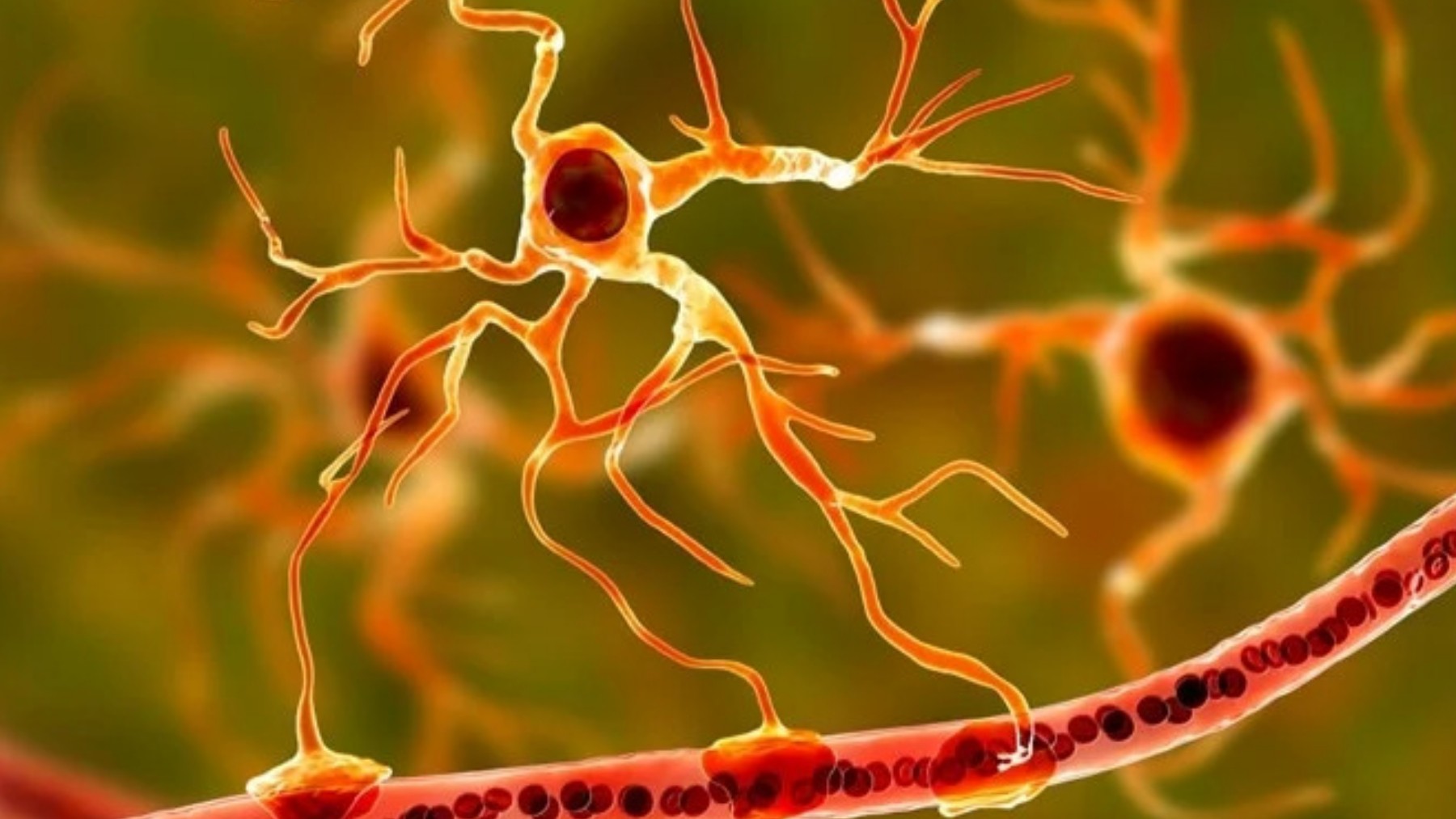 It's official—a study from MIT finds that astrocytes also play a role in how we remember things