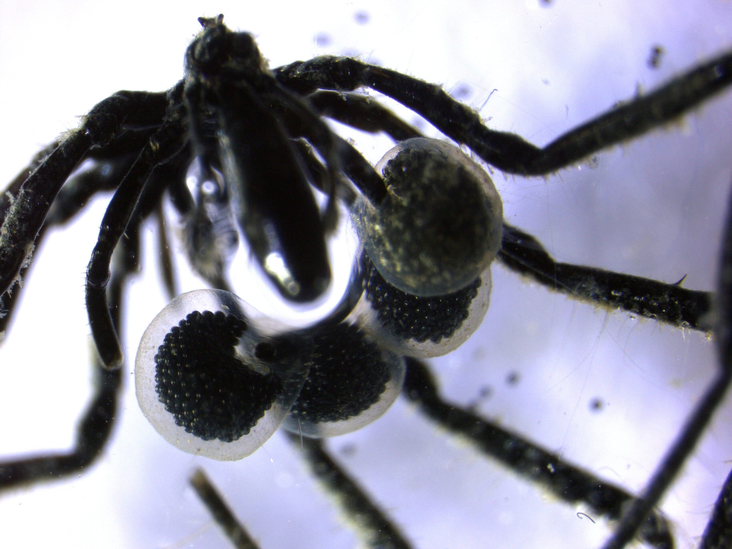 Sea spiders found farming methane-eating microbes in cultivated biofilm