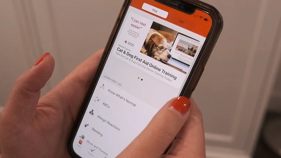 Red Cross shares pet safety tips for summer travel and emergency preparedness