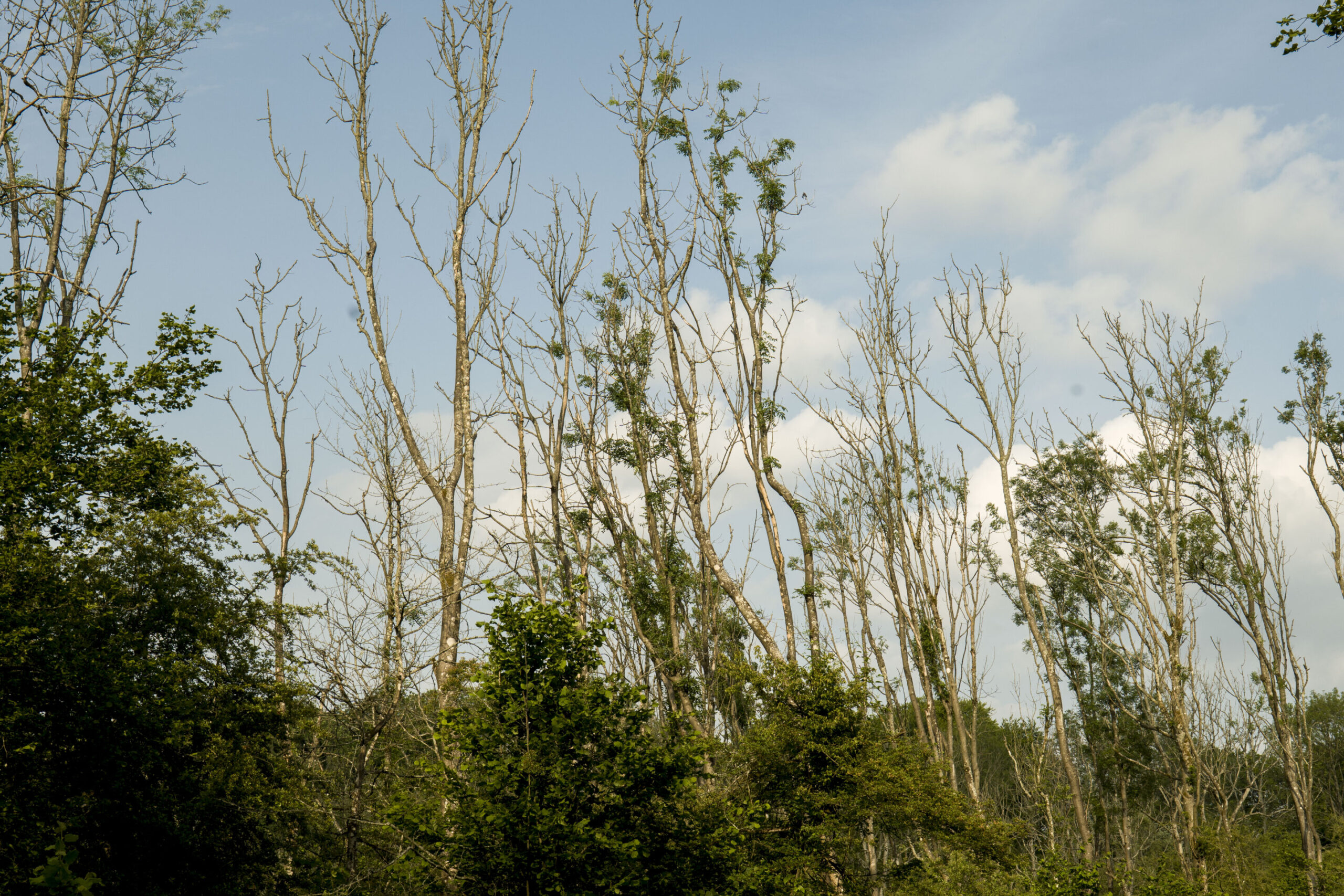 British ash woodland is evolving resistance to ash dieback, researchers discover