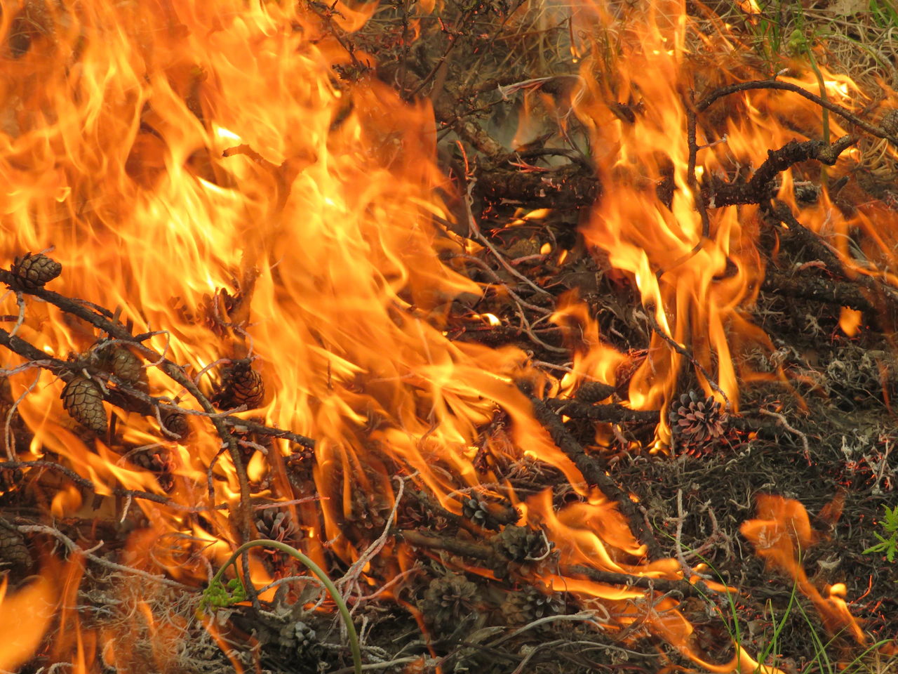 Why Michigan lights wildland fires on purpose in its rarest natural habitats