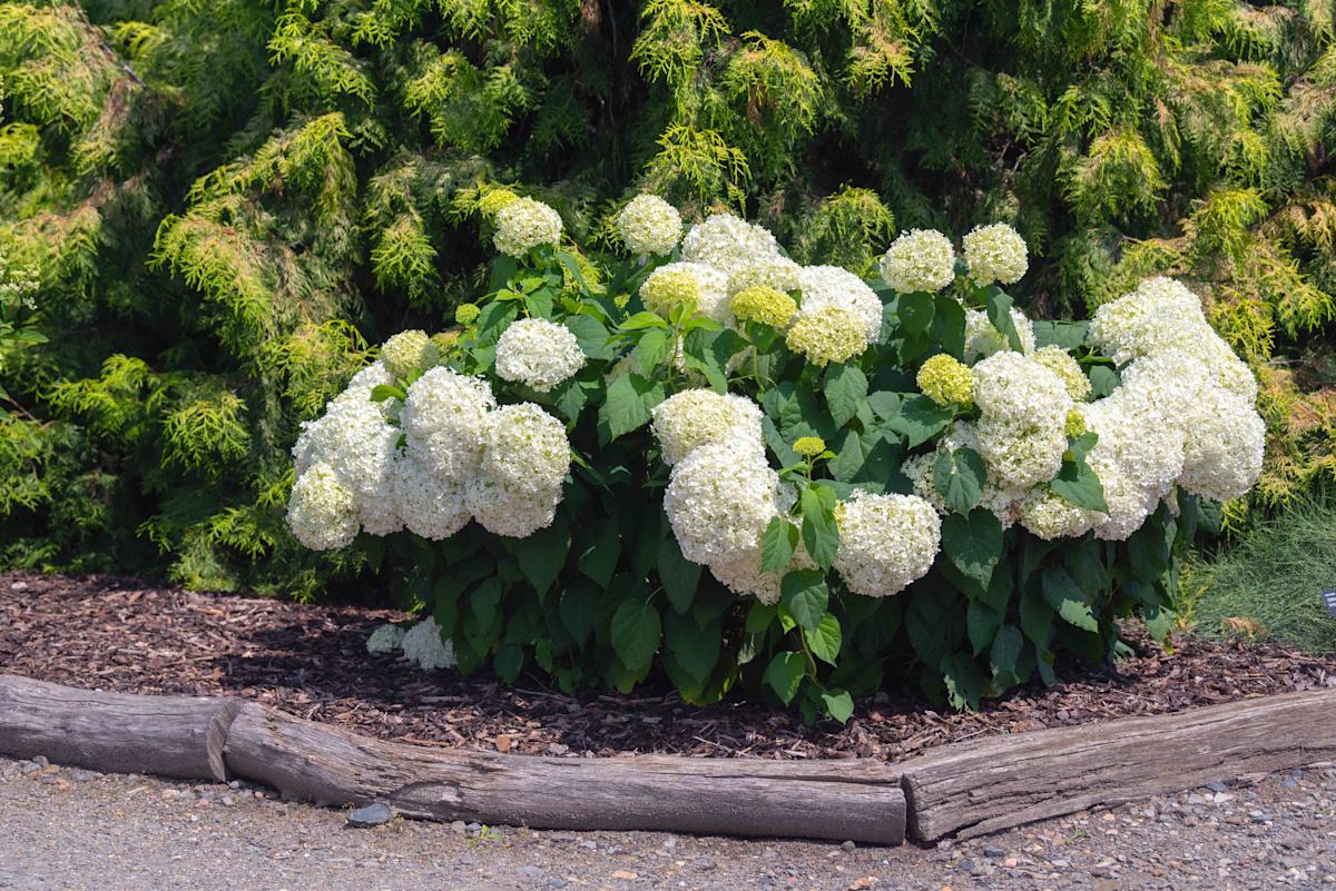 We Asked a Garden Pro How to Fix Your Drooping Hydrangeas — And We Wish We’d Thought of This Sooner
