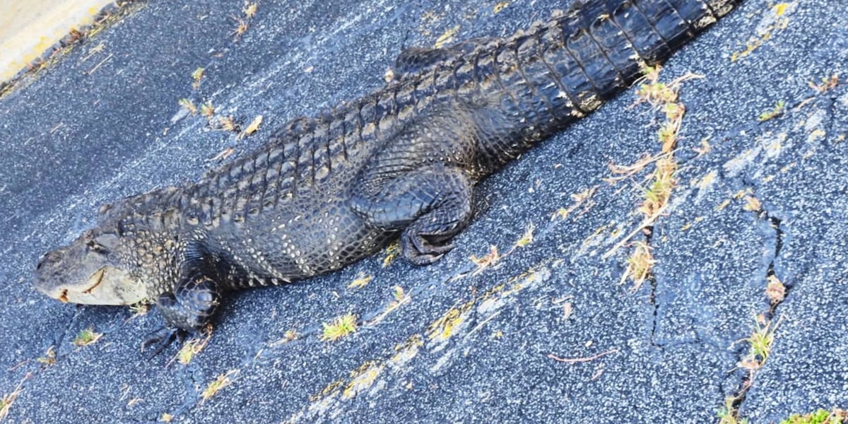 Waynesboro gator gets a lift after parking itself in front of business