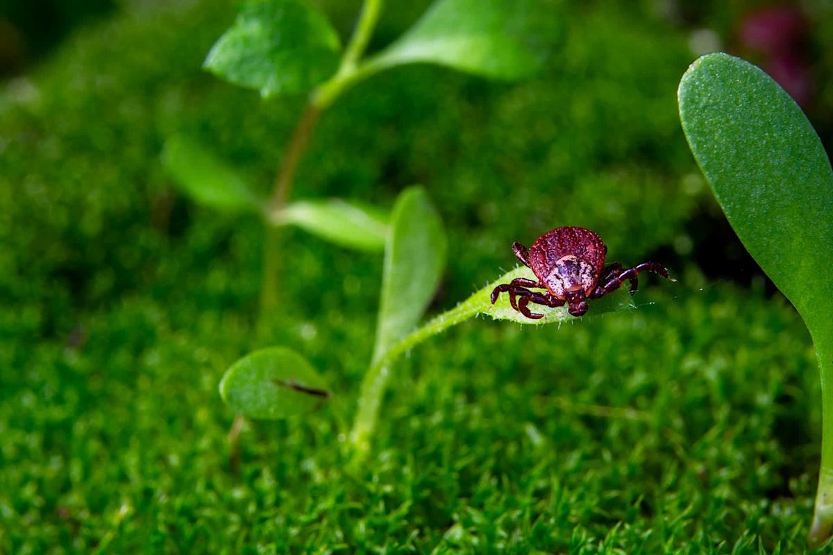Health officials issue urgent warning after discovering first case of deadly bacteria carried by tick in US: 'Raising public awareness … is critical'