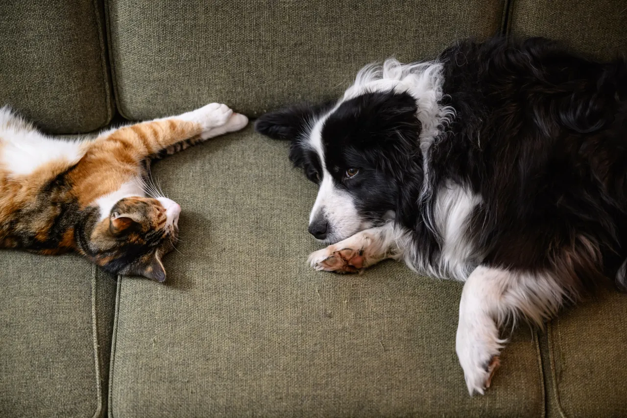 New survey shows Gen Z is skipping travel to stay home with their pets