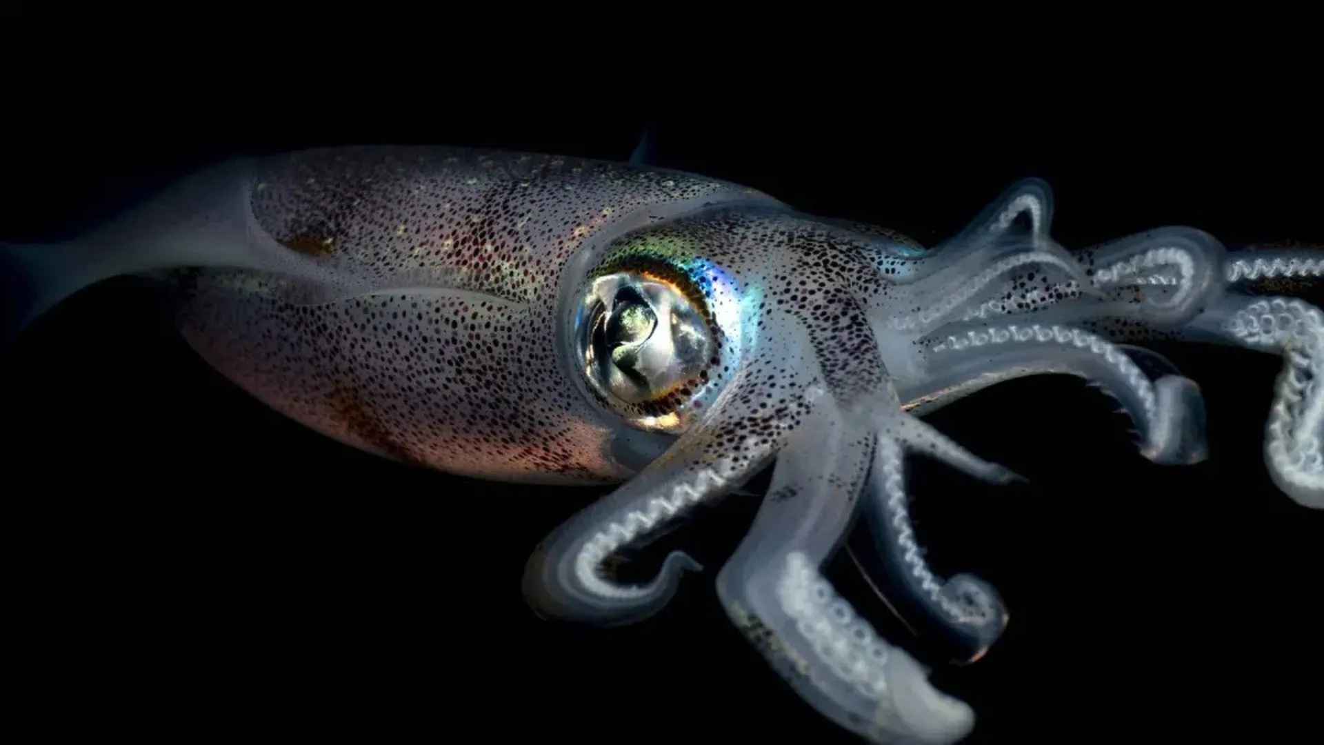 100 million years ago squids ruled oceans while dinosaurs ruled land