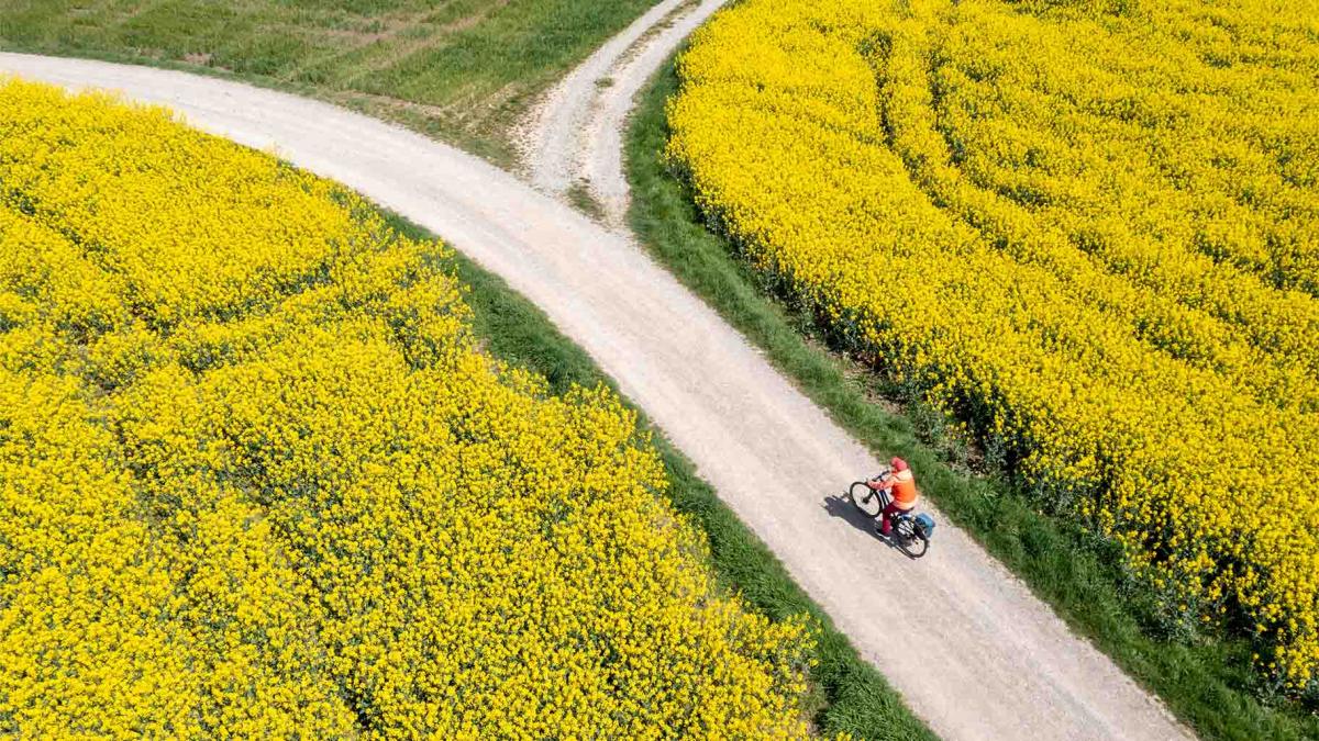 The G7 at a Crossroads: Advancing multilateralism, climate, environment, and energy action in an uncertain world