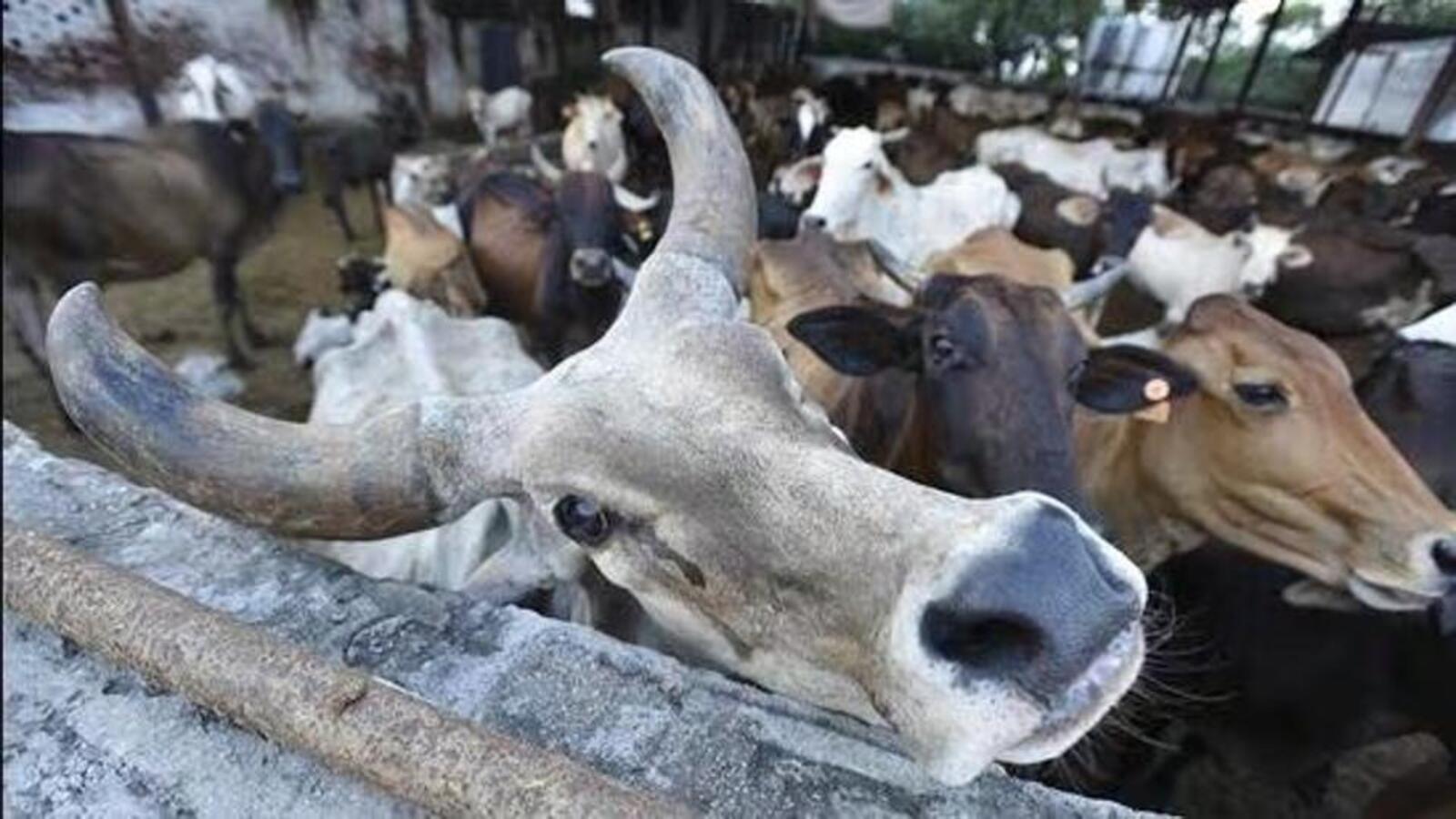16 arrested under Assam Cattle Preservation Act for illegal slaughter during Eid