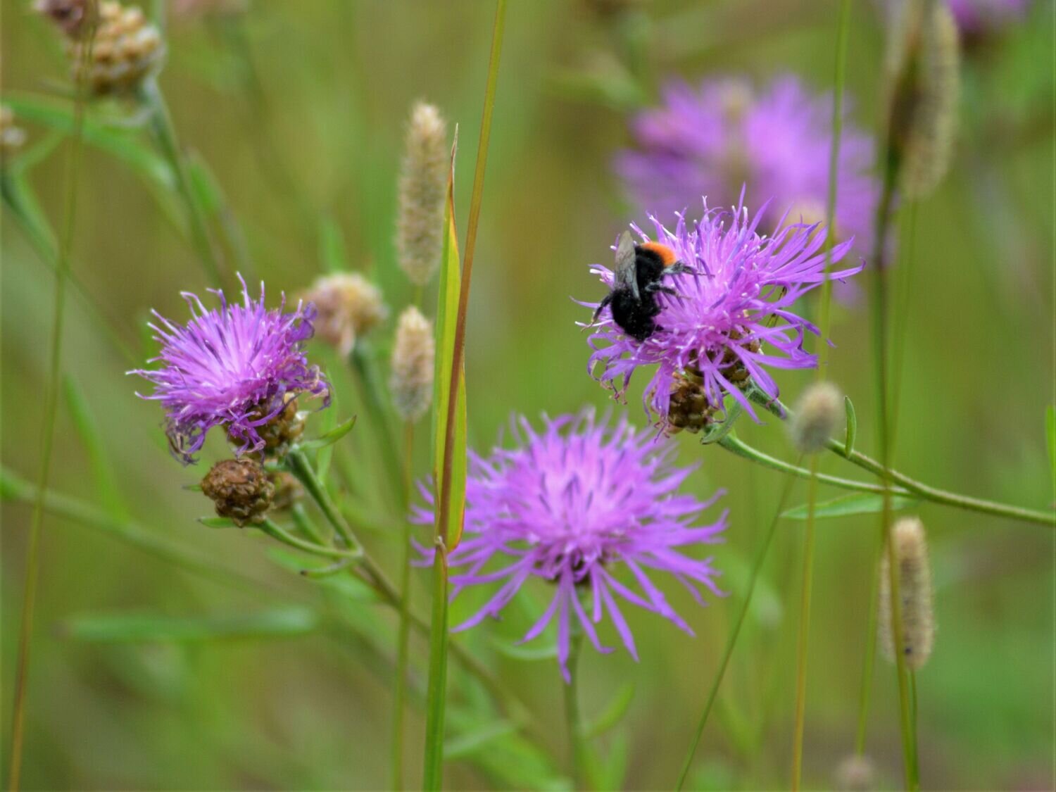 Where the wild bees thrive: Combining agricultural and environmental measures can offer more protection
