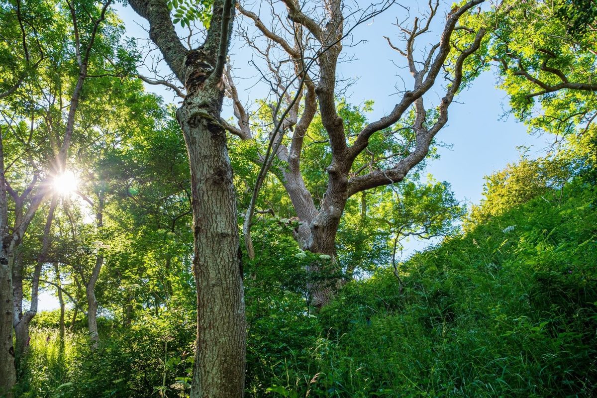 New DNA study suggest ash trees are evolving to resist deadly dieback disease