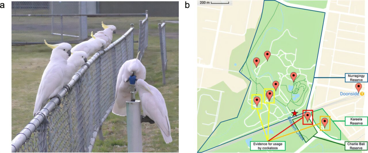 Wild cockatoos in Western Sydney learn how to drink from water fountains