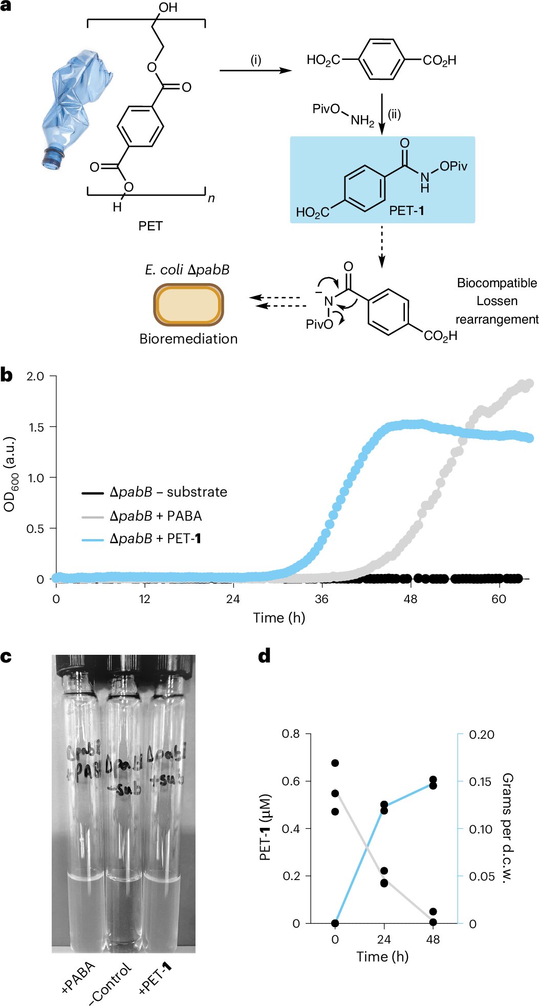 Upcycling plastic into painkillers: Microbes transform everyday waste into acetaminophen