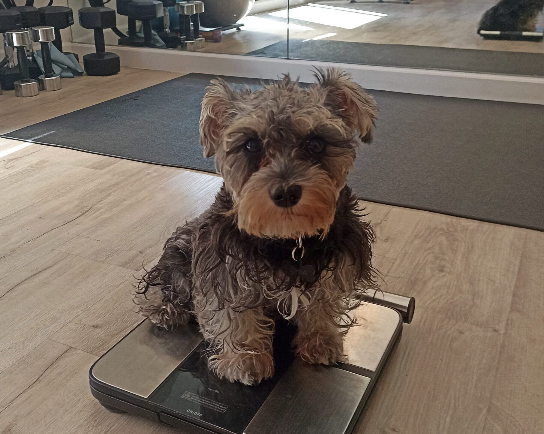Pet fitness and wellness trends for a healthier and happier dog
