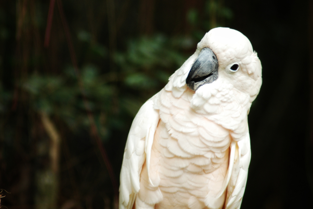 Cockatoo Hops with Excitement Watching Neighborhood Kids Play and It's Too Cute