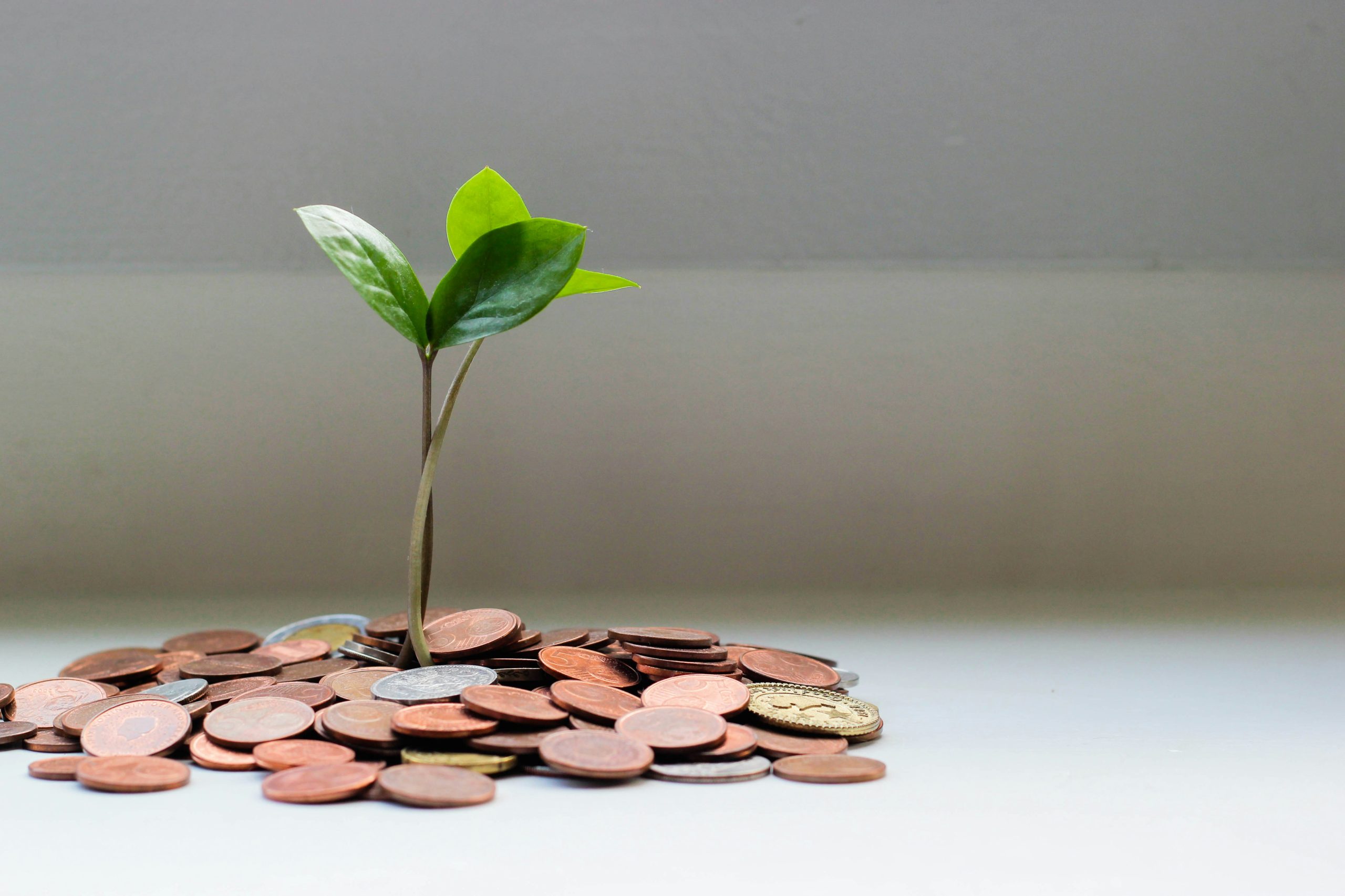 Innovation Fund Awards $102,500 in Grants to Environmental Projects