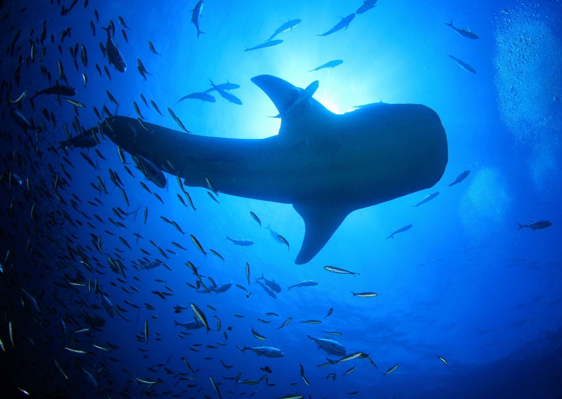 Shifting ocean color is pushing marine life toward the poles