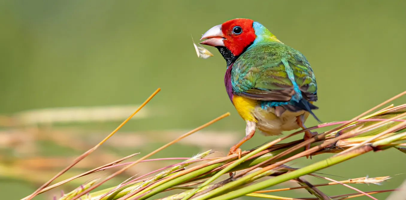 The Top End’s tropical savannas are a natural wonder – but weak environment laws mean their future i