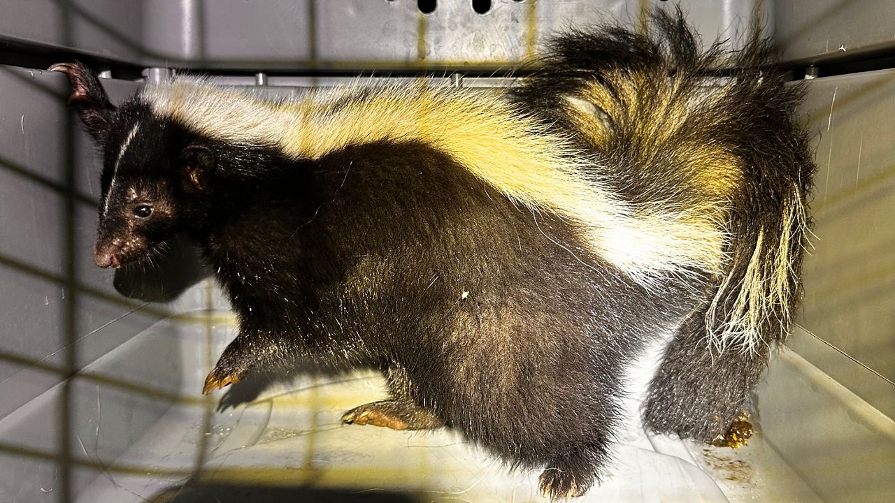 Police capture skunk at Kakaako Waterfront Park