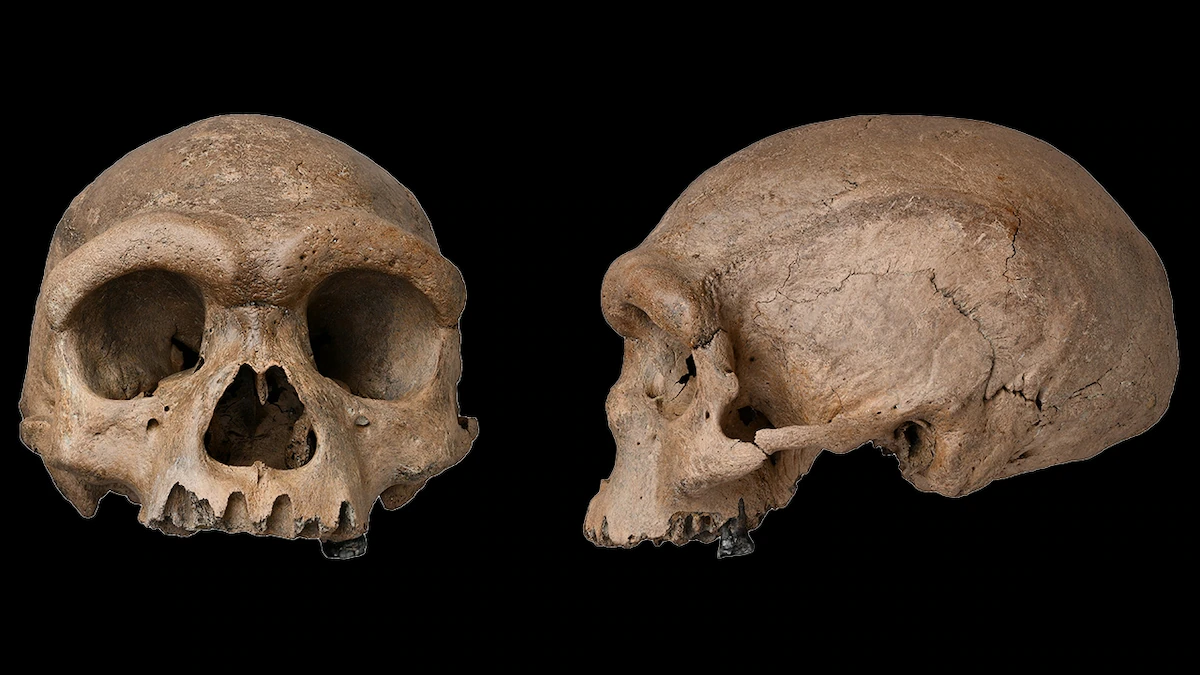 This is the first ever confirmed skull of a Denisovan