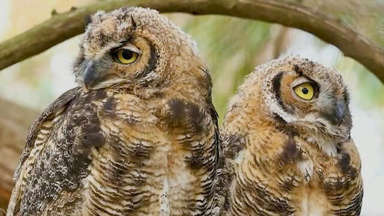 Pair of owls become San Francisco celebrities
