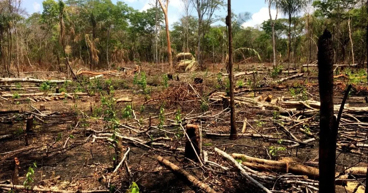 Brazil: Lula Should Veto Environmental Protection Rollback