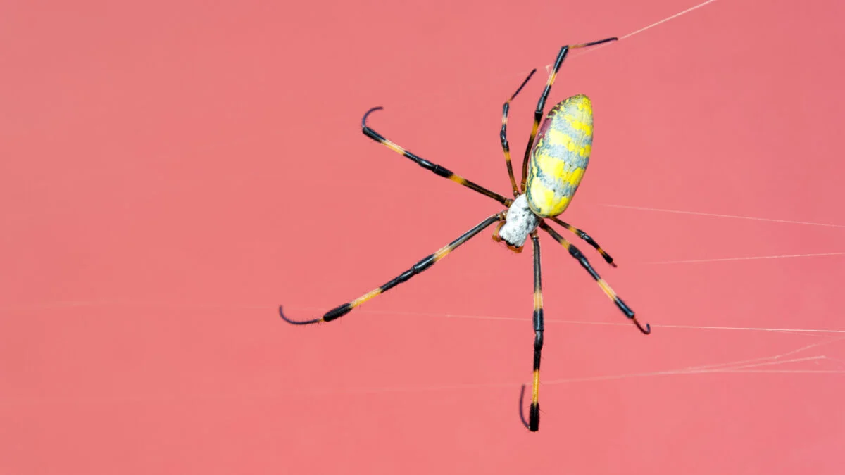 We Might Have Been Wrong About Where Spiders Came From