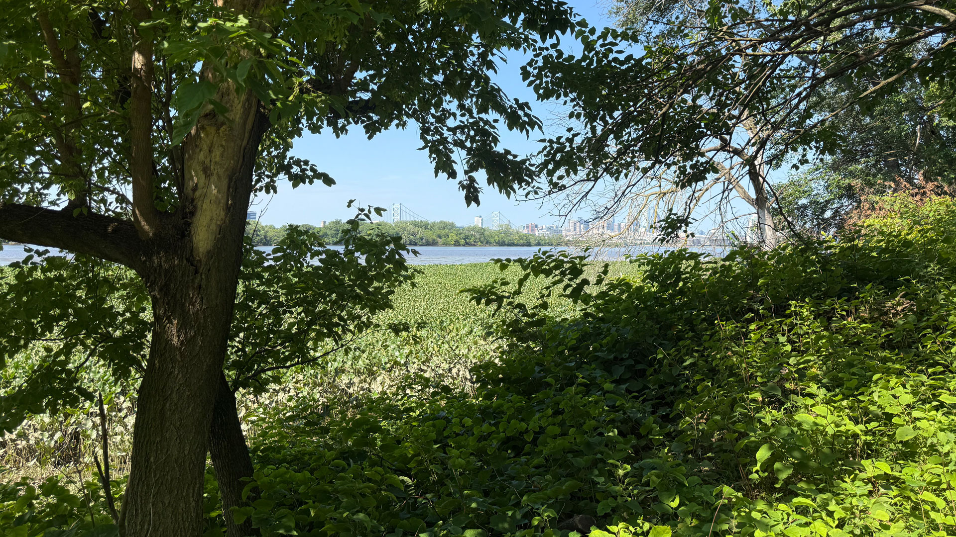 A Delaware River island on a path to environmental renewal