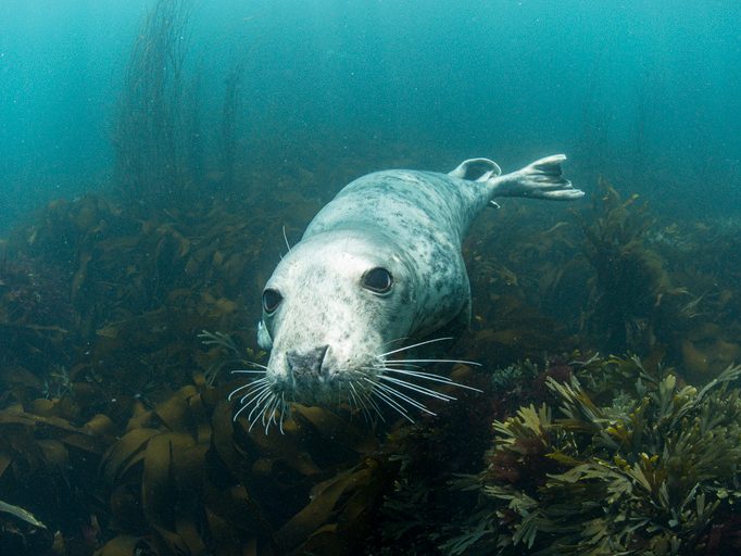 Researchers put six grey seals in a specially built tank to work out why they don’t drown – and discovered something unexpected