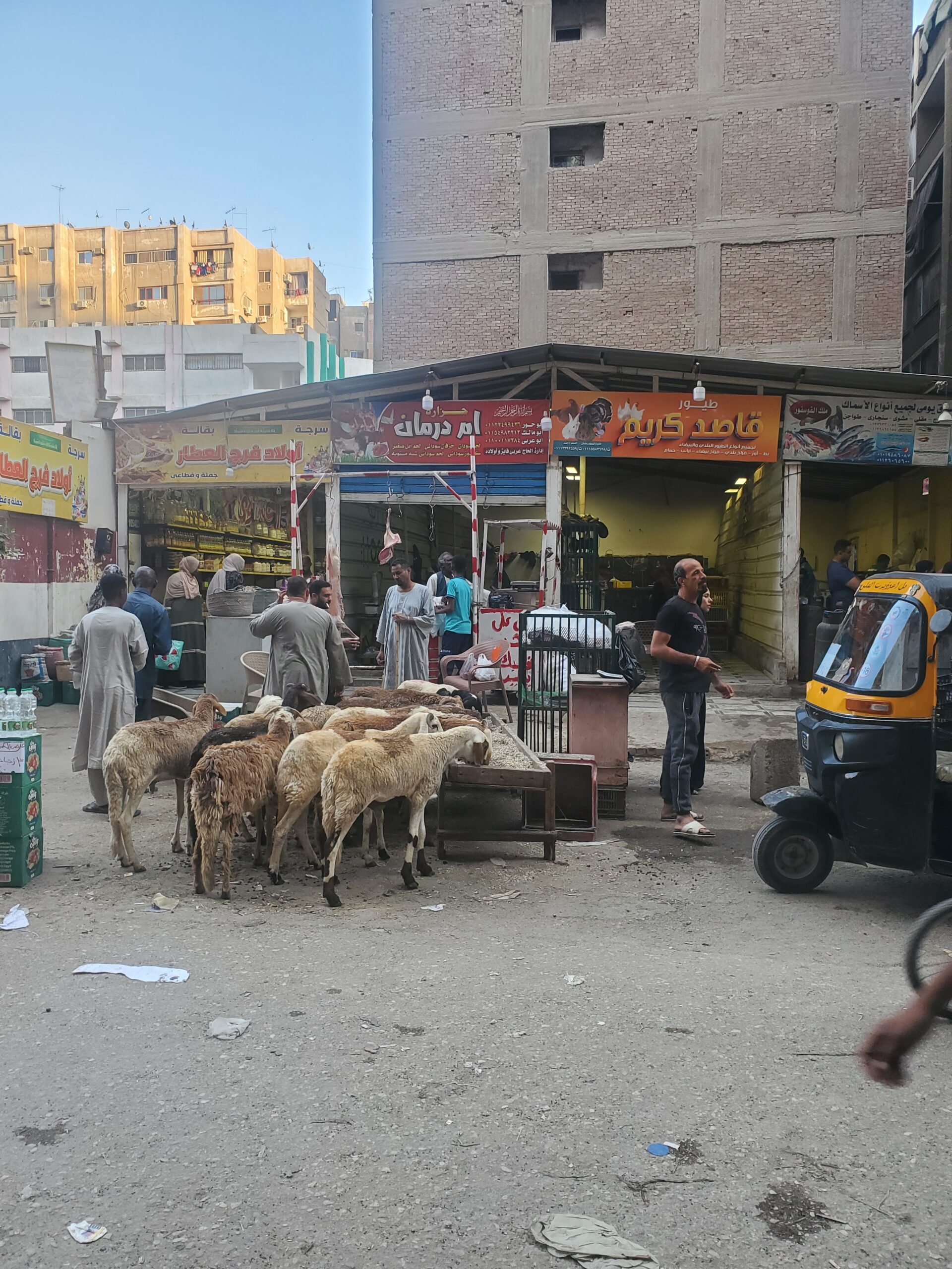 Navigating an Uncertain Environment: Survival Activities of Displaced Sudanese People in Egypt