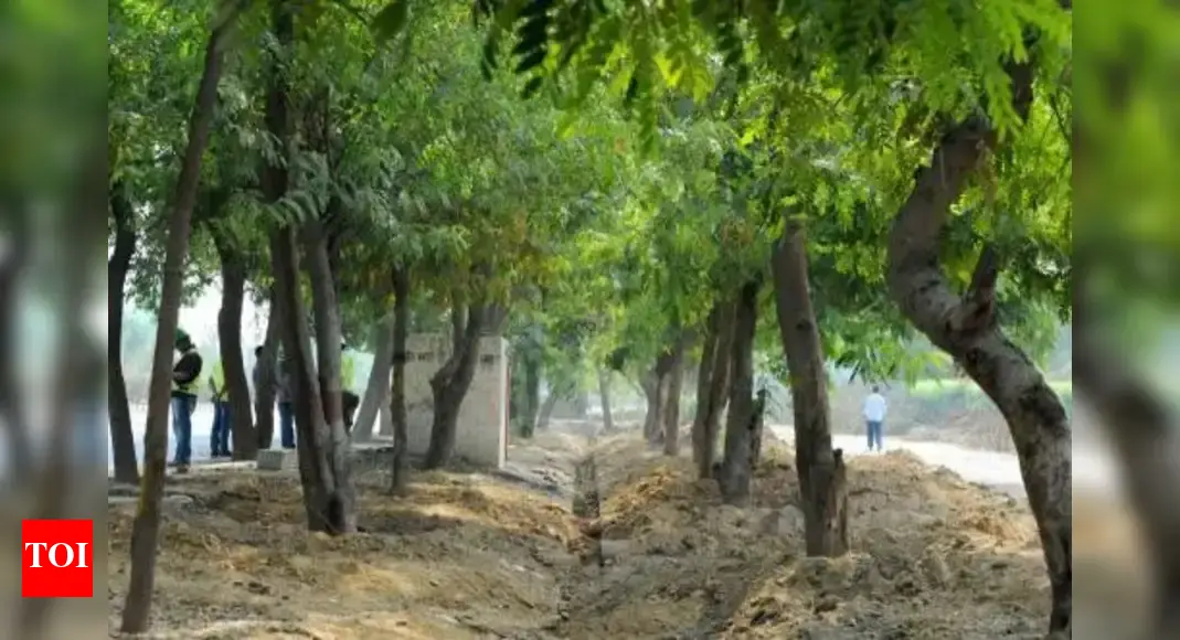 Environment management programmes at IP Uni for 2025-26 academic year | Delhi News
