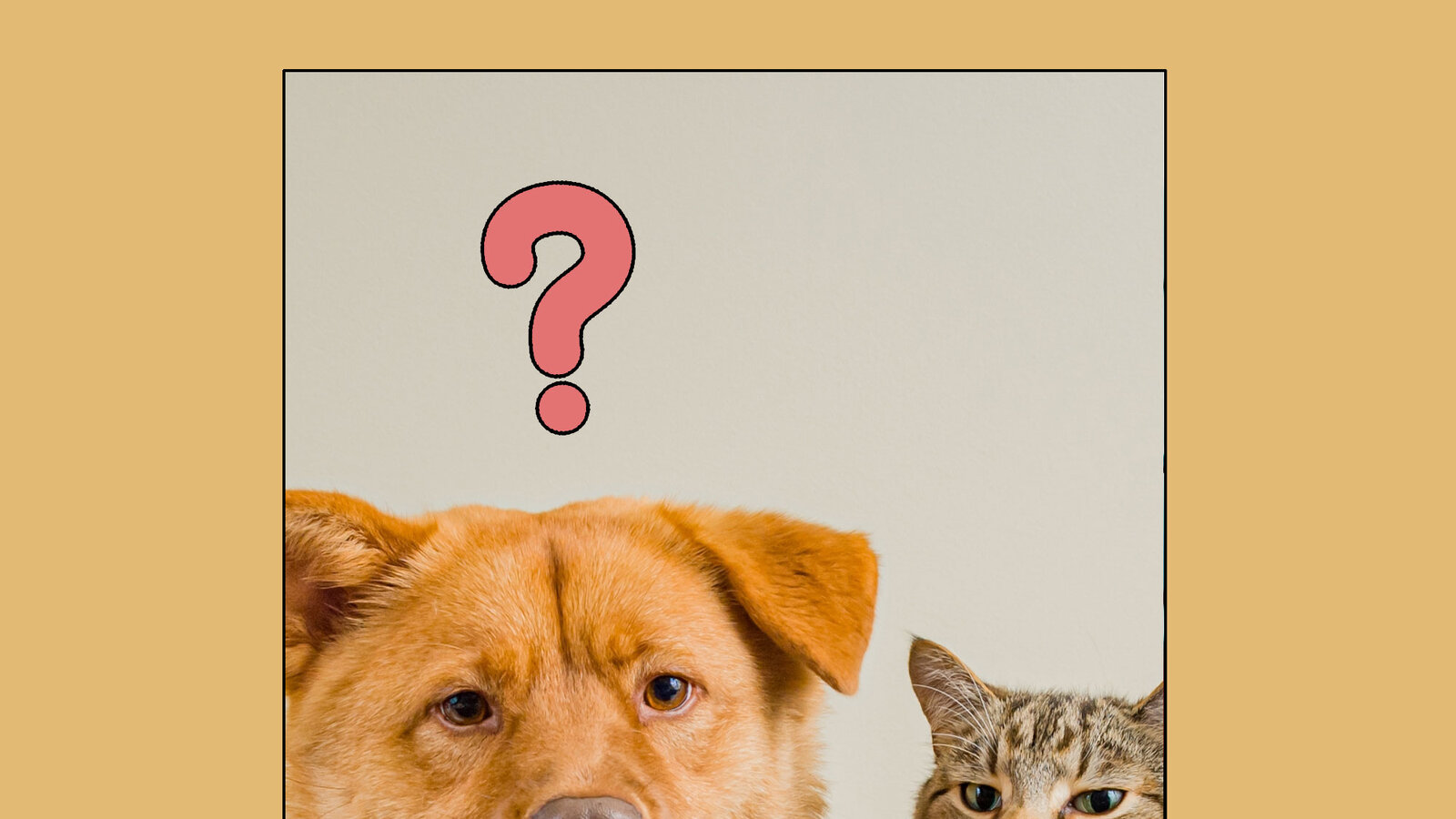 Pets, Like Dogs and Cats, Have an Environmental Cost. Here’s How to Lessen It.