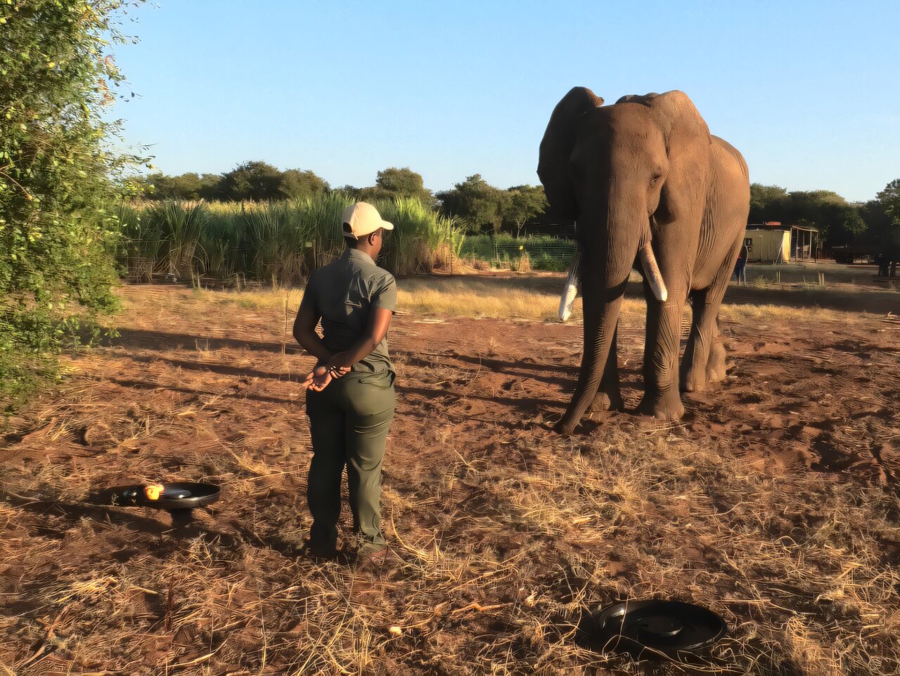 Elephants gesture with an intention to communicate their desires, study finds