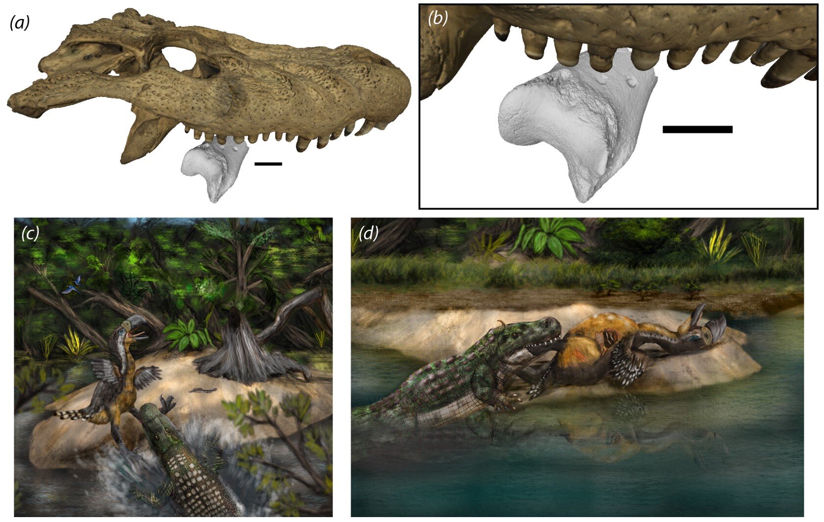 Ancient caiman may have preyed on another apex predator—the giant 'terror bird'