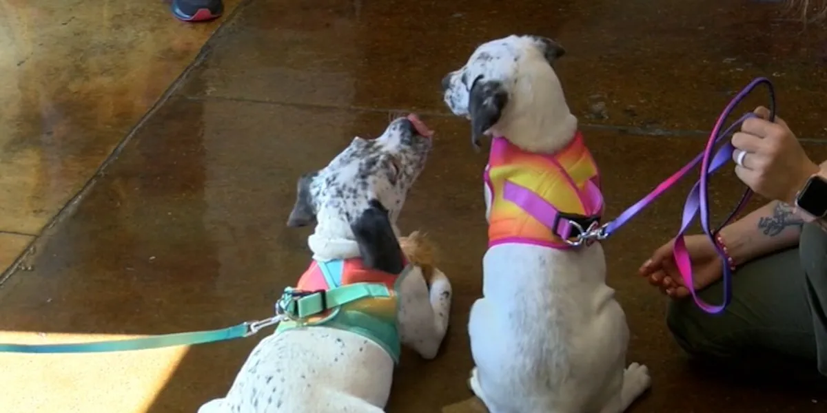 Deaf woman travels nearly 2000 miles to adopt 2 deaf puppies in Tyler