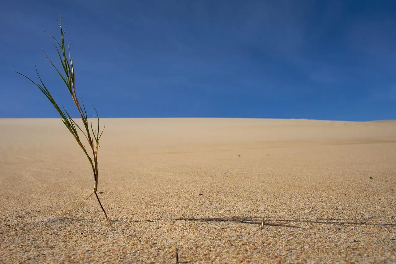 SDGs: An Urgent Plan for a Planet in Crisis and a Global Call to Change the Course of the Environment