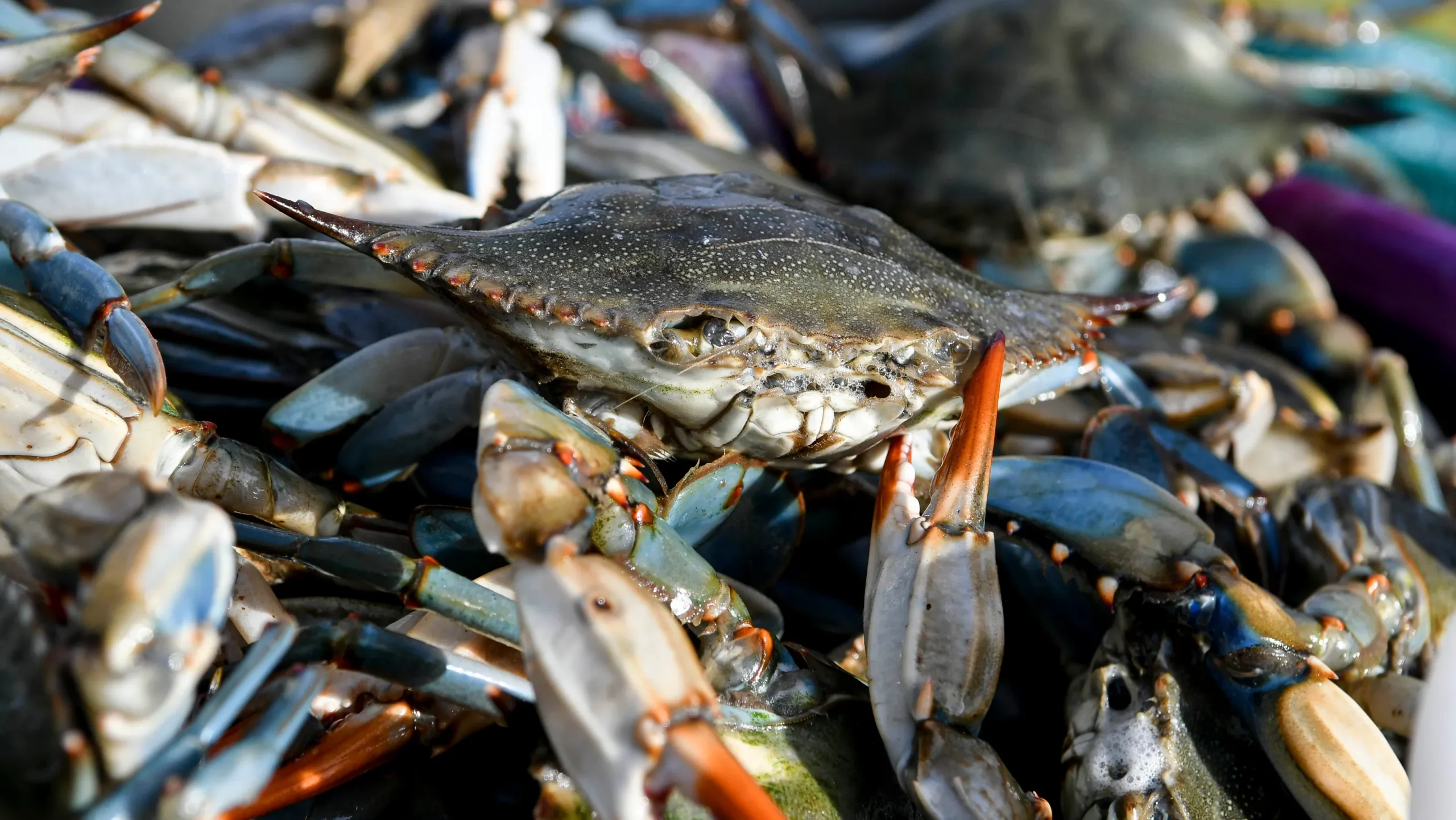 What’s in the water? 4 creatures that might bite or sting at Rhode Island beaches