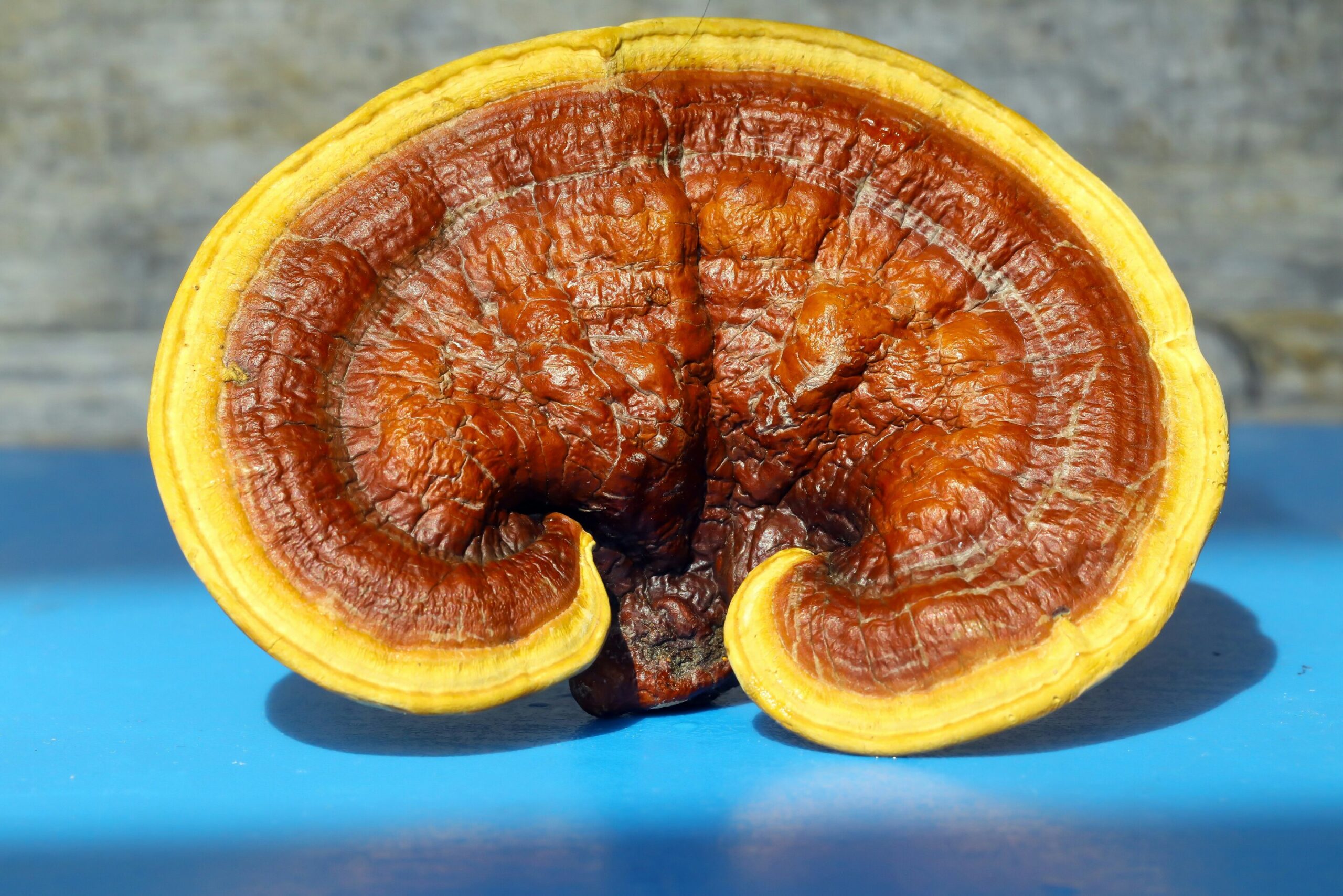 Blocked fuel source transforms pancreatic tumor environment for enhanced treatment
