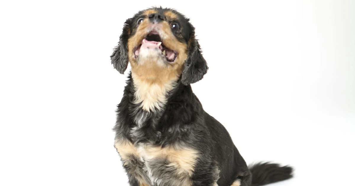 Don’t Like Eating Insects? Your Pet Might.