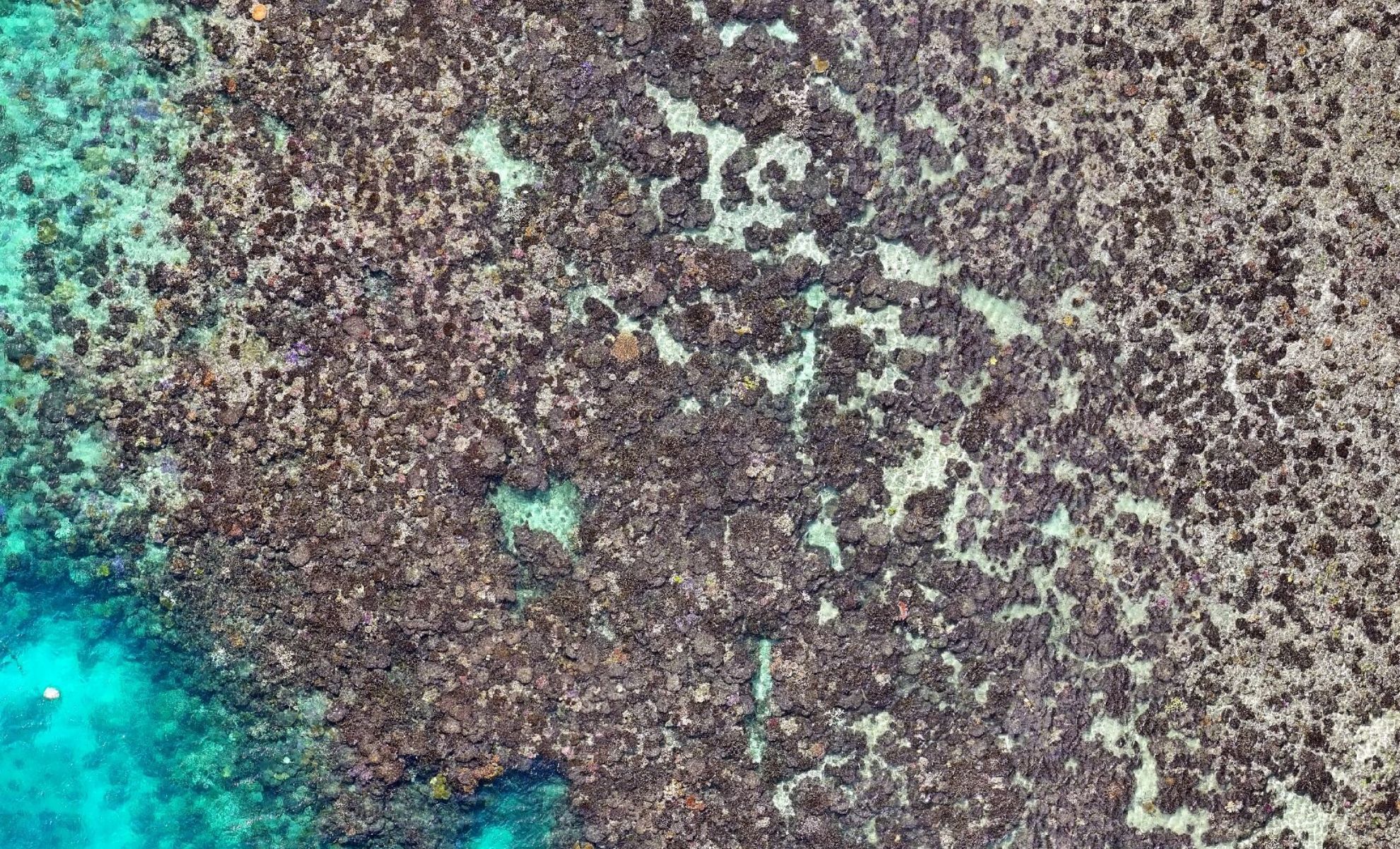 Drone Imagery Reveals Historic Coral Mortality on Great Barrier Reef